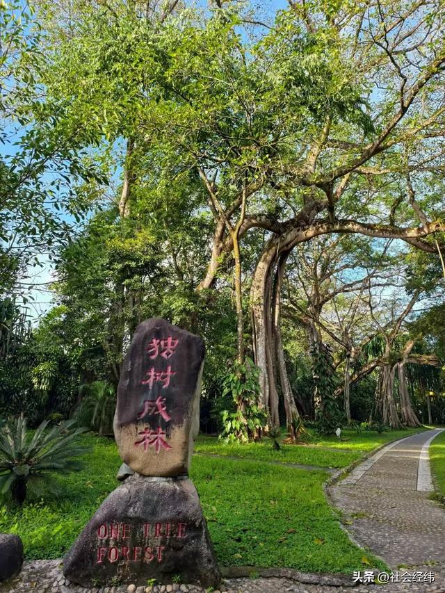 每日一景|百年榕树枝繁叶茂，瑞丽独树自成林海