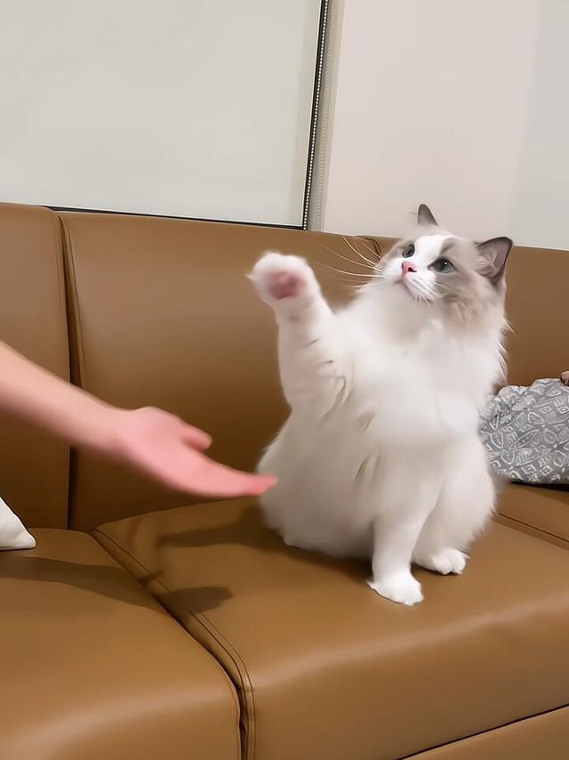 养猫久了才知道，我们摸它的爪爪的时候，原来它是这样想的