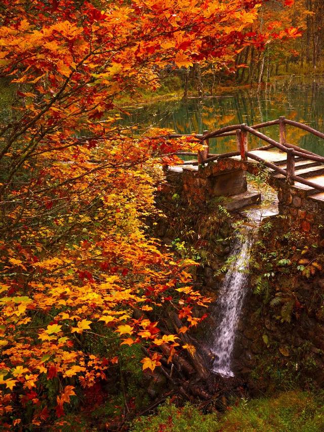 喇叭河红叶巅峰期打卡攻略，彩林秘境+野生萌兽，秋假带娃研学首选！