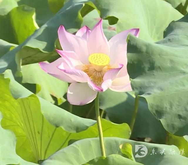 打卡范长江纪念馆，碧叶荷花别样美