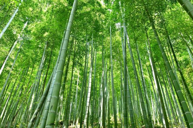 苏州最有灵气的徒步路线，我在旺山漫步竹海茶园，邂逅灵猴碧潭