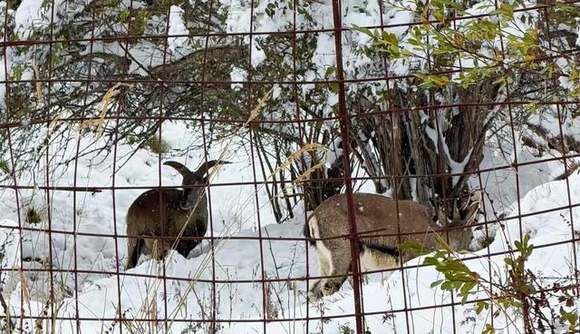 秋假追雪毕棚沟,没想到被安德服务区圈粉了!