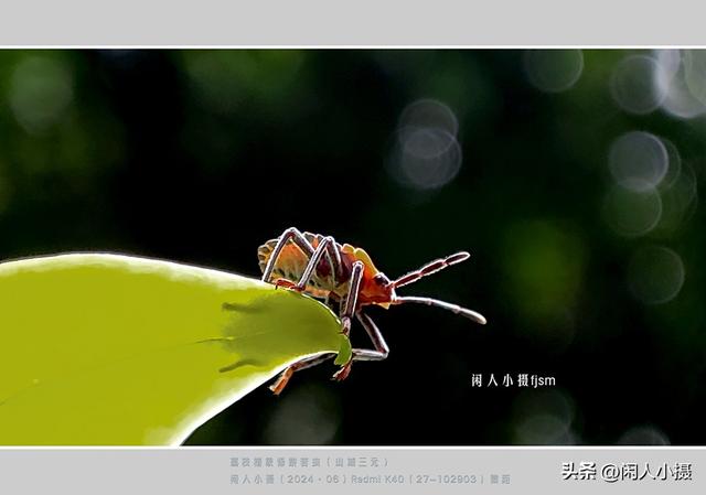 聊手机摄影（85）手机摄影用光入门须掌握	，极具表现力的逆光摄影