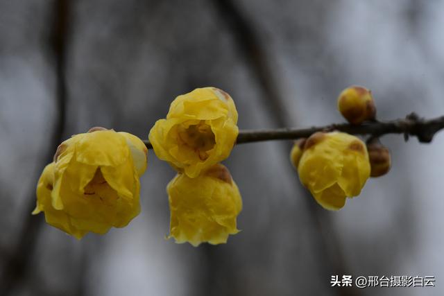 达活泉公园腊梅（美图）