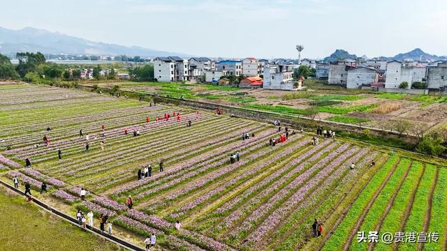 贵港这片格桑花海盛放，超出片！