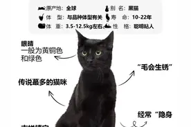 每天认识一种猫(玄猫‍)图片