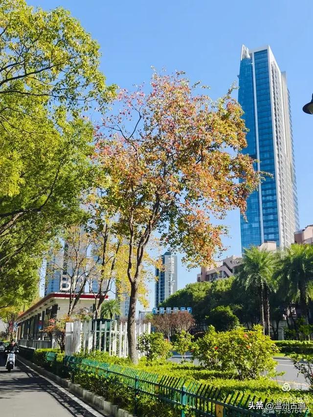 市府路的这几颗乌桕树,你见过吗?现在正是最美的时候!