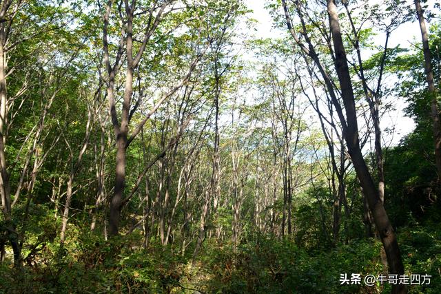 河北百草畔（上）：风动孤石悬险韵，蚁巡深岭蕴生机