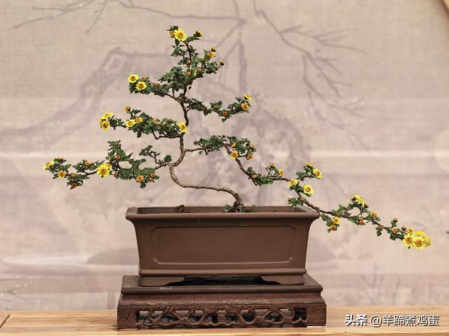 秋风独宠一园菊，晚来香艳出樊篱——北京北海公园2025年菊花展