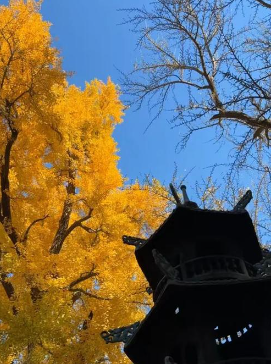 济南灵岩寺千年银杏黄了！这一抹金黄，令人陶醉