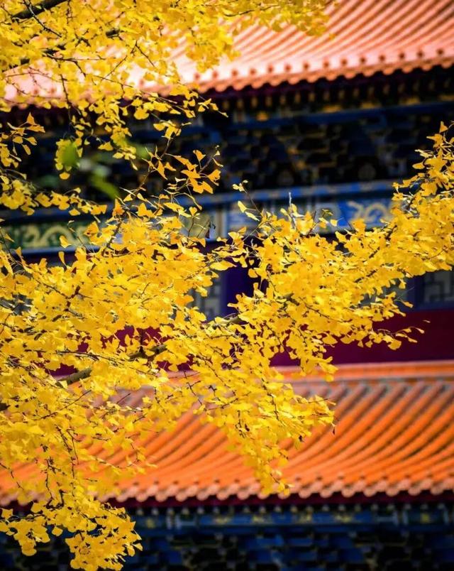 从街角到古村，一键解锁贵阳的秋日浪漫