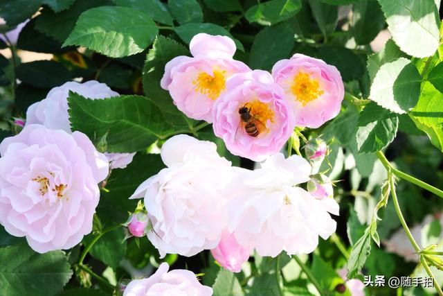 上海闵行“小外滩”蔷薇花怒放，赏心悦目