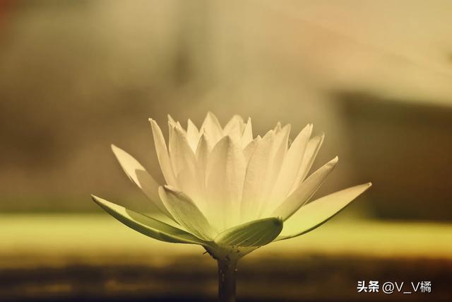 等你老了，若有异性靠近：不是桃花运，而是你打开了人生的悟之窗