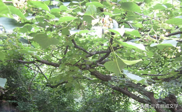 沂山，中国第一镇山