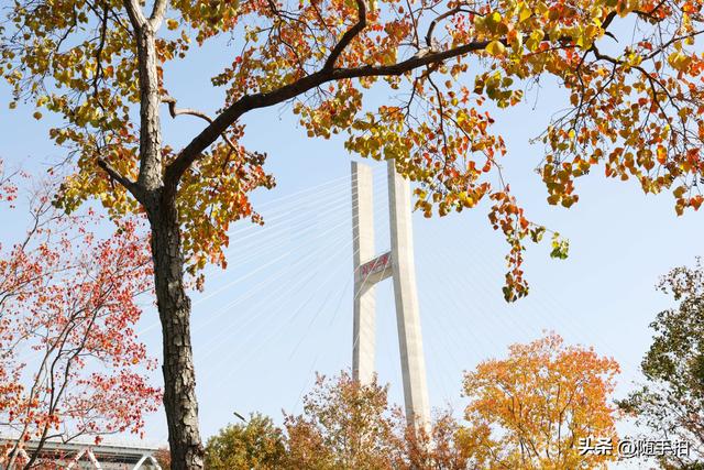 上海：闵行“小外滩”的乌桕“换妆”秋意浓错过成“遗憾”