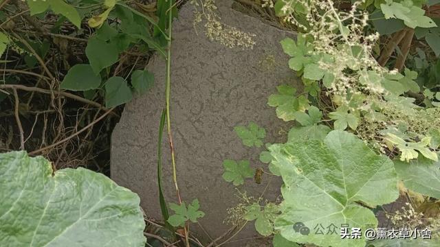 焦作这个“黄瓜村”，竟藏着2座千年古墓