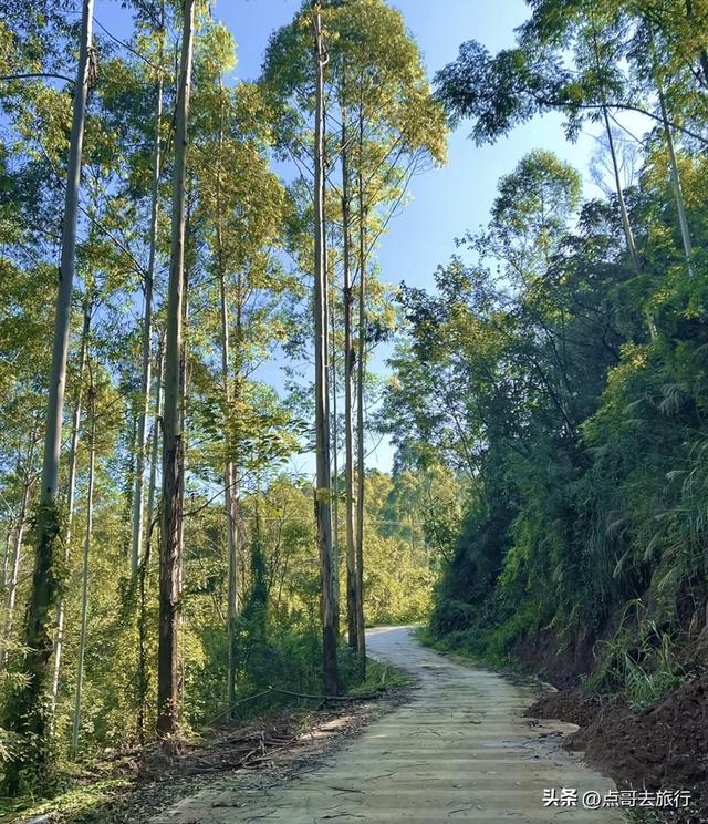 成都龙泉山冷门徒步路线，大片桉树林超美，不要门票，野趣十足！