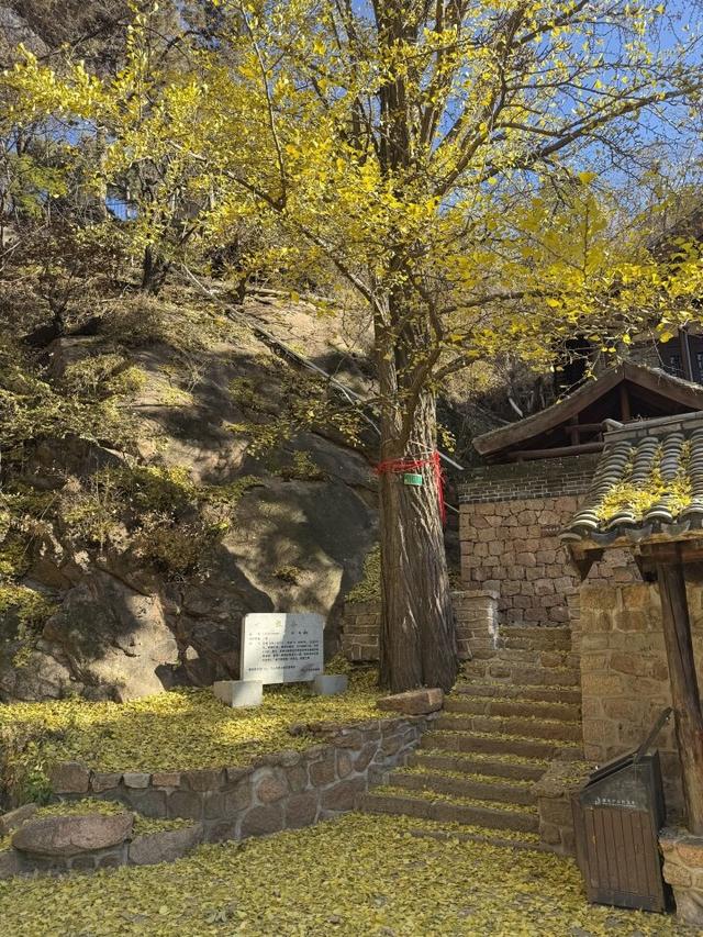 千山龙泉寺景区银杏黄了