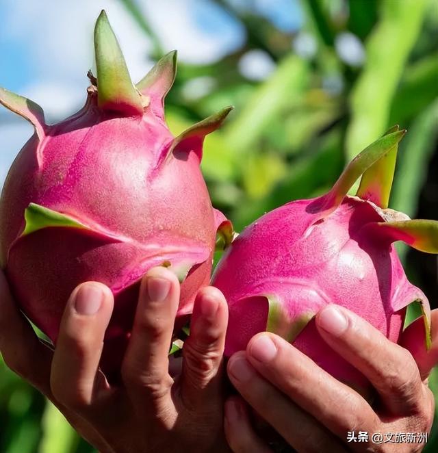 冬日“甜妹”C位出道！新洲草莓采摘指南来啦~