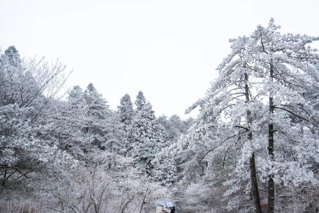 绝美！明月山今日雪景持续放送，速来打卡！