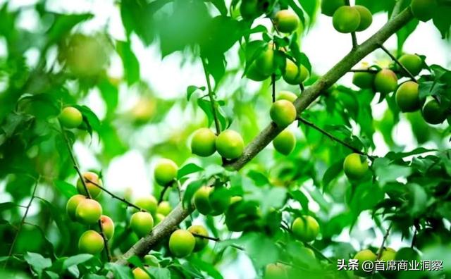 卖梅子年入10亿的安徽夫妻，死磕上市！7500万对赌倒计时不足俩月