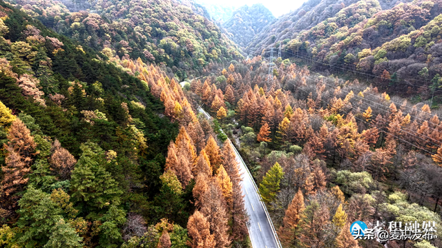 【东方微笑 多彩麦积】党川之秋：在麦积山林间，邂逅一场色彩与公路的交响