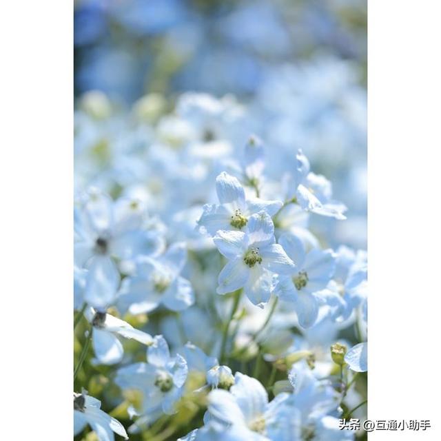 用佳能微距镜头拍出精美“花卉微距写真”的秘诀!