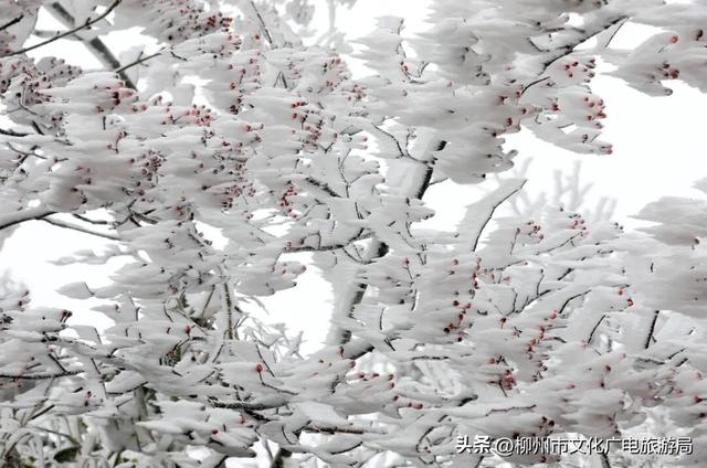 柳州冬日颜值交给雾凇负责！我只负责“哇塞！”+注意安全~