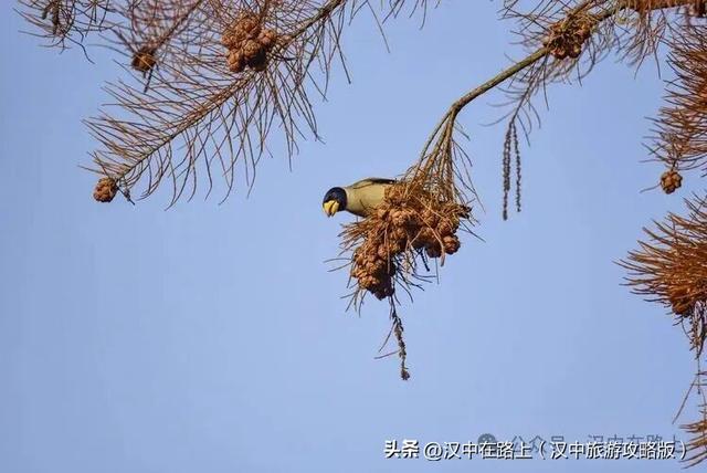 汉中汉江湿地晨景绝了！薄雾锁江，鸟戏江波，宛如仙境！