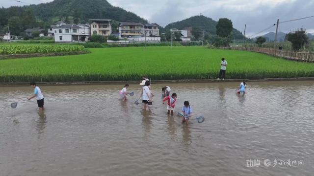 稻田抓鱼、识别植物、打糍粑……来贵州研学，超级好玩！