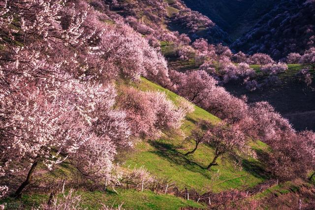 3-4月淡季错峰旅行，去这6个地方，色彩丰富的春天，一路繁花