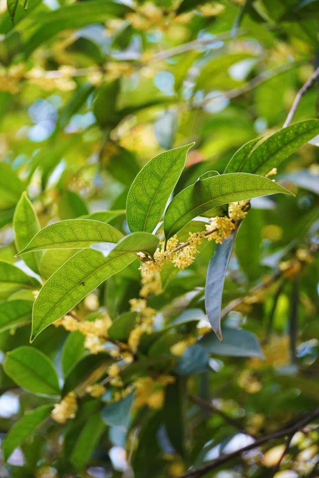 花漾邛州 | 秋意浓，满城桂雨润临邛