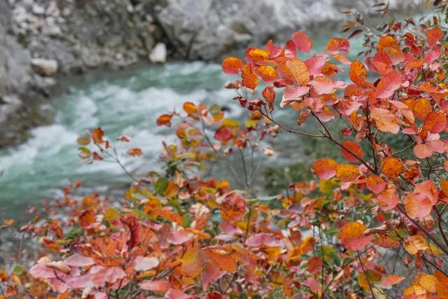 成县晚秋，是藏在秦岭南麓的色彩诗行