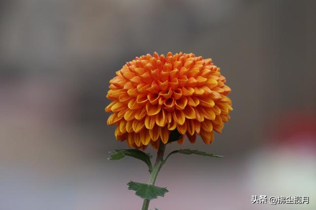 小区里的“菊展”，家门口的美景