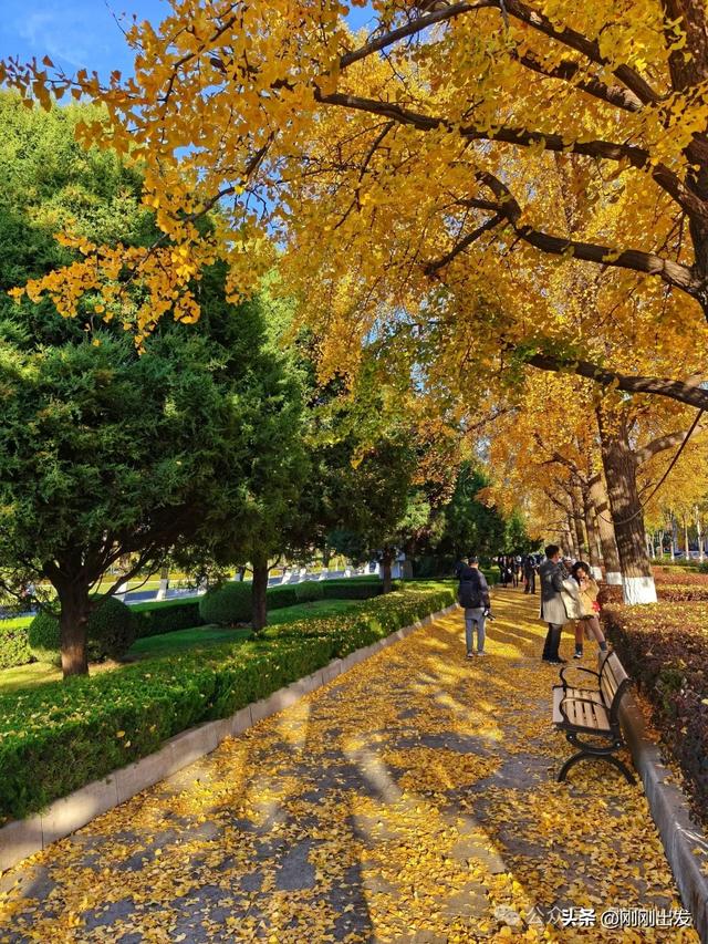 大连市内现平分秋色美景，特别热闹，秋日限定，太美了