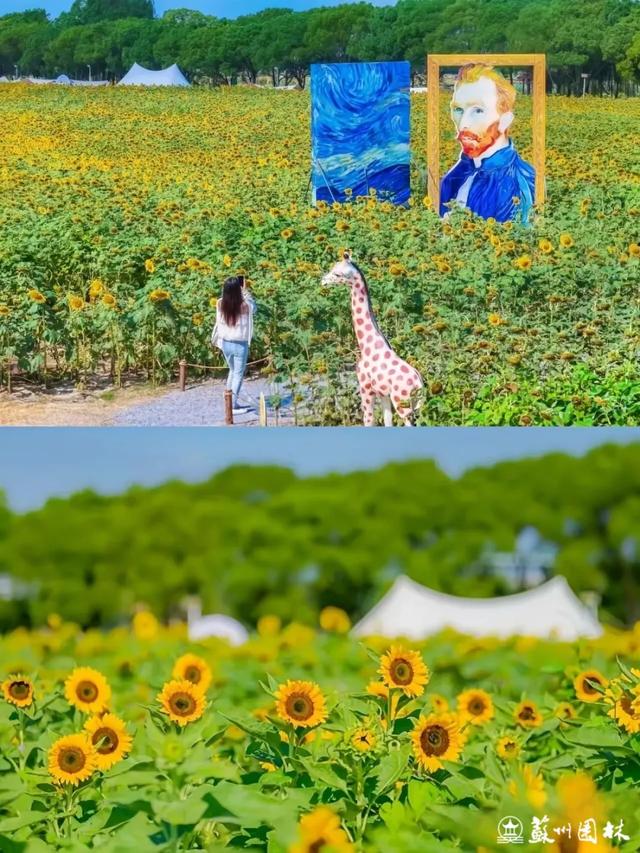 21处绚烂花海！苏州“晚秋花海”赏花地图出炉