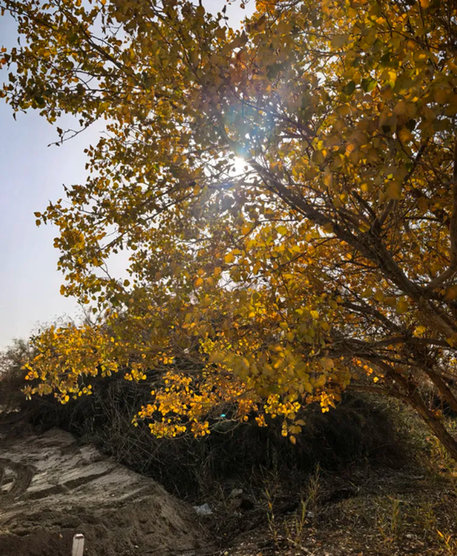 全世界70%的胡杨在这里！