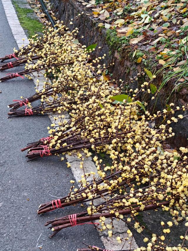 冬日游南山，把这份“梅”好带回家