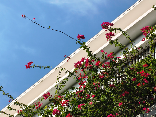 两千元也用上了真两亿像素！Reno 15这次够狠的