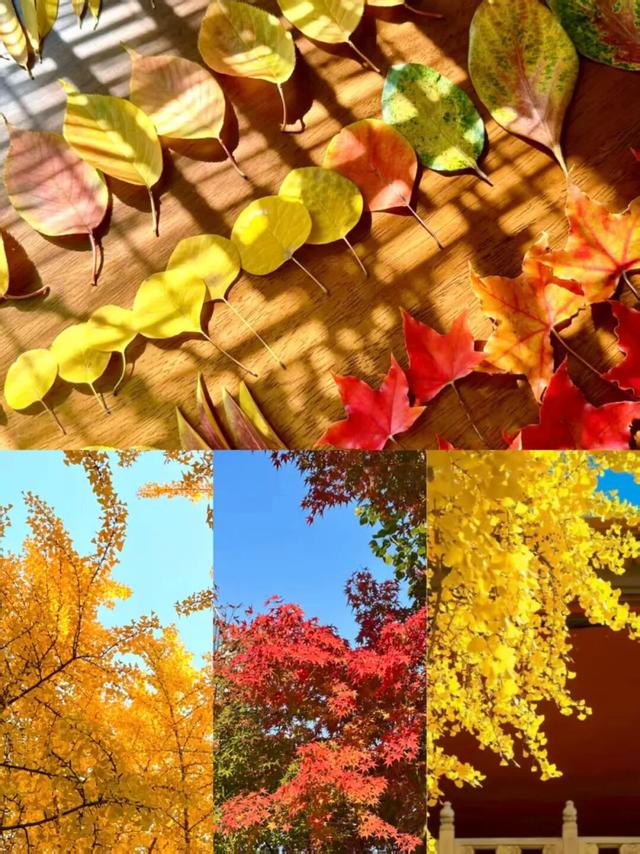 叶落临沂，步步皆是诗意画卷