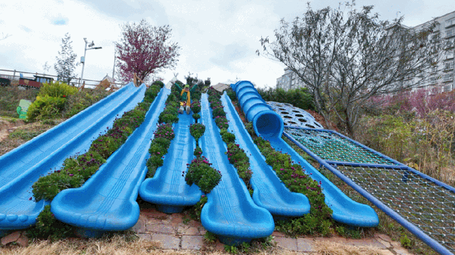 昆明市区冬樱花树下连猪都能自由奔跑的世外桃源