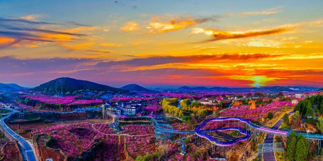 肥城桃花开成海 桃源春风醉若仙