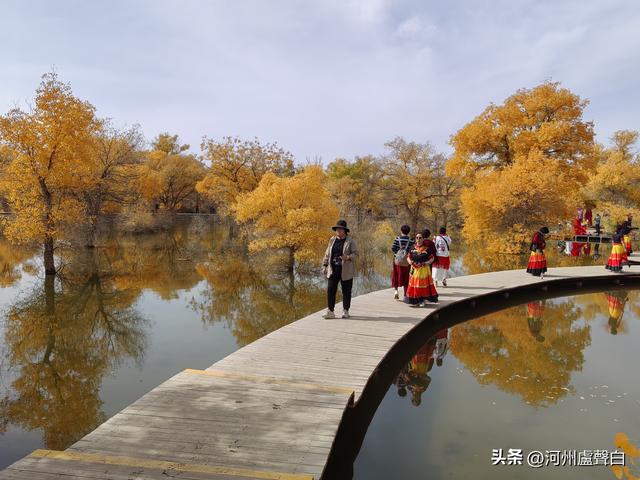 金塔胡杨林