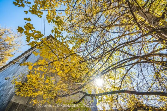 我愿称腾冲为秋季的天花板!银杏、温泉、古镇,来过的人都不想走