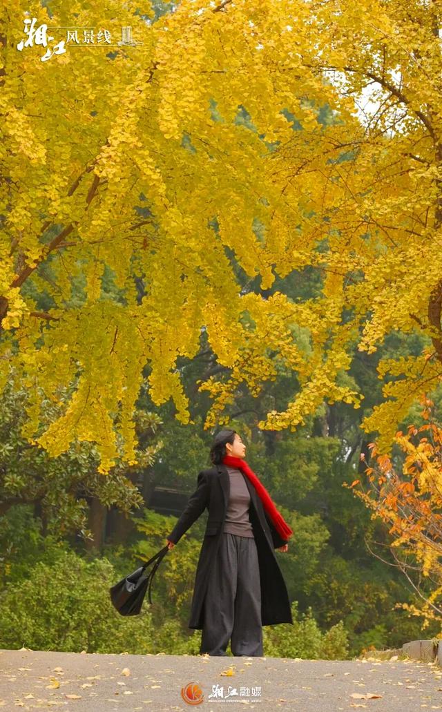 长沙银杏浓度即将达到100%！这波“小确杏”你要接住→