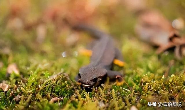 野外仅存600多只！浙江4人徒手抓26只，价值10多万