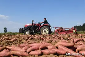 红薯什么时候收获最合适？早了晚了都不好，看完就知道正确答案图片