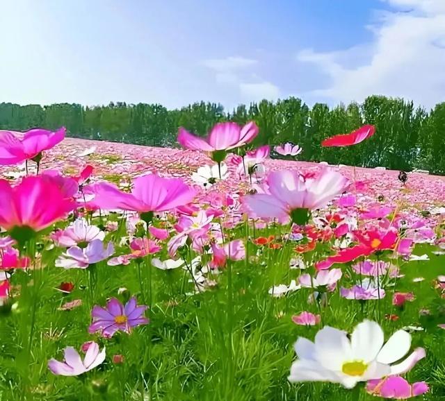 这个周末，来遵义打卡格桑花