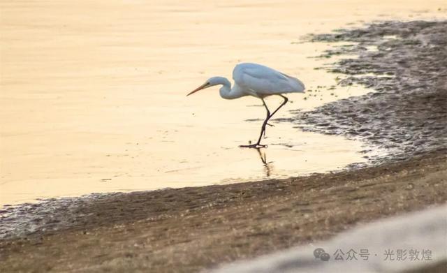 初冬，敦煌党河风情线白鹭翩跹