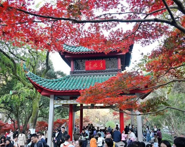 南方冬意，藏在这一亭红枫里